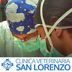 Sito web responsive per la rinomata clinica veterinaria San Lorenzo